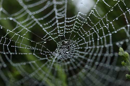 A spider web covered in dew drops glistens against a blurred green background, its intricate, delicate pattern resembling the careful process of how to pick a good domain name for your business. - Clio Websites | Top Canadian Web Design Company